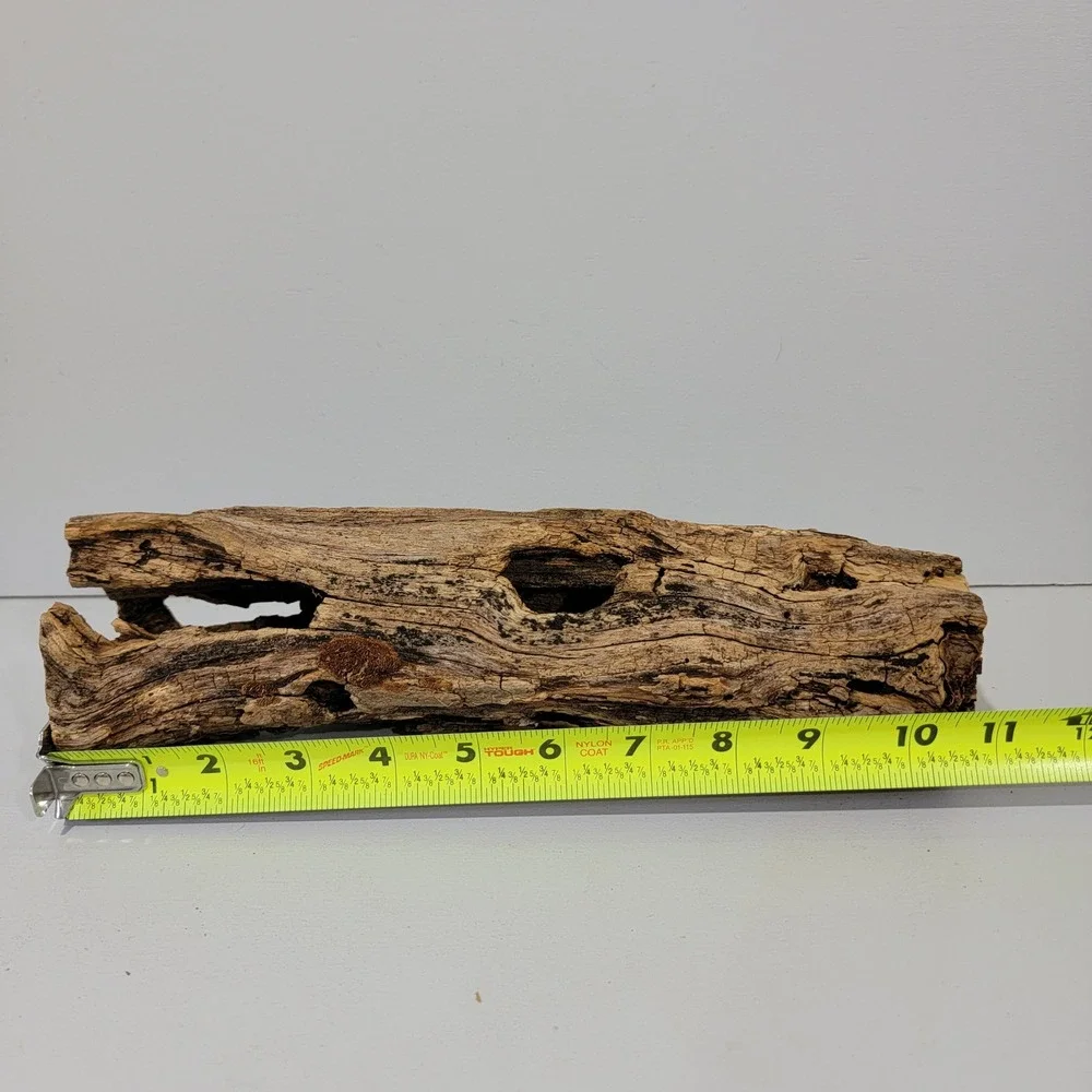 Natural Hollow Log Wood Air Plant Holder Rustic Terrarium Decor 11 inch